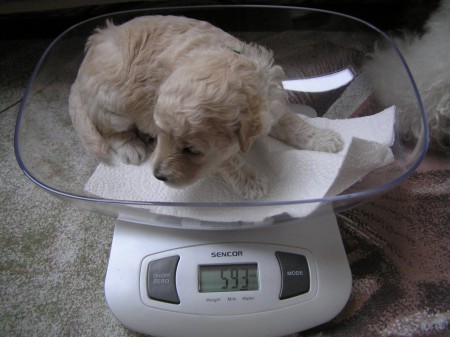 BECRUX Dorly Snowflake Fell 18. den